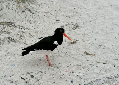 Nahaufnahme eines Austernfischer am Strand stehend