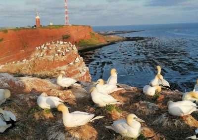 Foto eines Brutplatzes der Basstölpel auf dem Lummenfelsen Helgoland, fotografiert im Bildungsurlaub, Frühjahr 2023