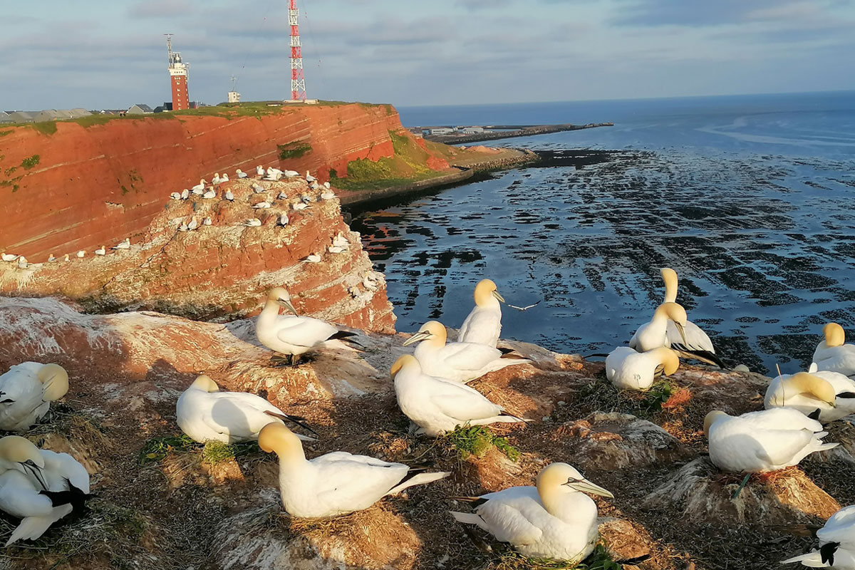 Foto eines Brutplatzes der Basstölpel auf dem Lummenfelsen Helgoland, fotografiert im Bildungsurlaub, Frühjahr 2023