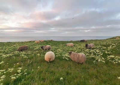 Foto von Heidschnucken auf Helgoland, mit Gräsern und Schafgarbe blühender Küstenstreifen, im Hintergrund die Nordsee