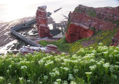 Foto des Blicks auf die Lange Anna, rote, steile Felsformationen im Meer bei Ebbe, die Hänge bewachsen von Pflanzen