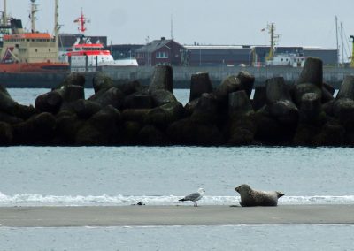 Foto von Robbe und Möwe auf der Düne mit Marinebooten und Betonpollern im Hintergrund